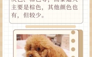 贵宾犬是啥犬？贵宾犬都包括哪几个品种？