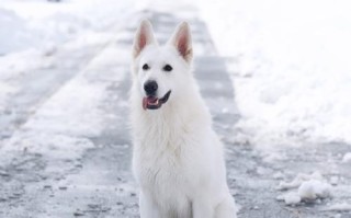 瑞士牧羊犬适合家养吗，养一只瑞士牧羊犬是什么体验