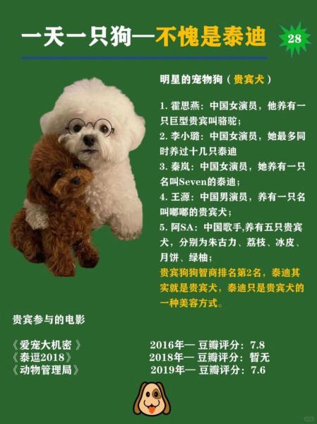 贵宾犬认定主人的表现，贵宾犬认几个主人?-第2张图片-元宝百科