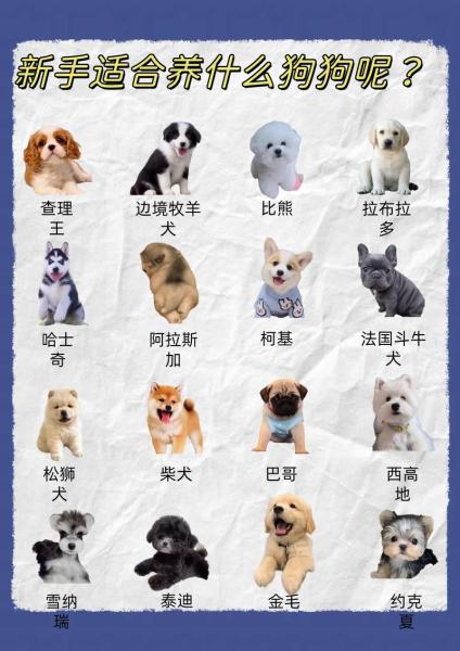 贵宾犬是啥犬？贵宾犬都包括哪几个品种？-第3张图片-元宝百科