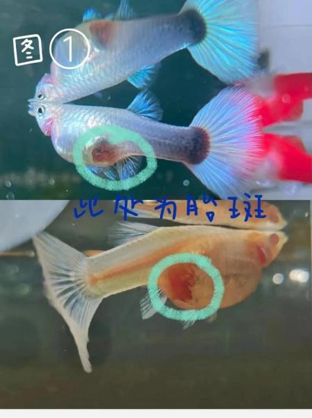 孔雀鱼生了一半不生了？孔雀鱼生了一半不生了是难产吗？-第4张图片-元宝百科