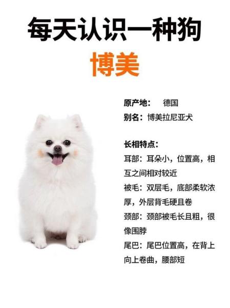 博美茶杯犬价格10元，博美茶杯犬多少钱一只?？-第4张图片-元宝百科