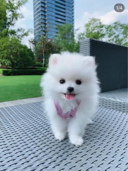 博美茶杯犬价格10元，博美茶杯犬多少钱一只?？-第6张图片-元宝百科